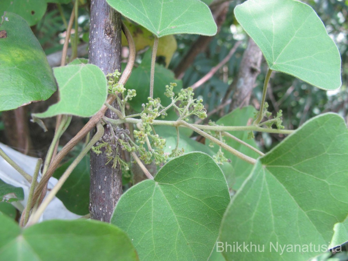 Cissampelos pareira L.